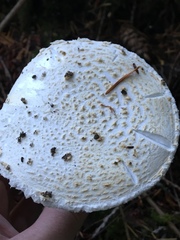 Amanita smithiana