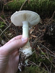 Amanita smithiana