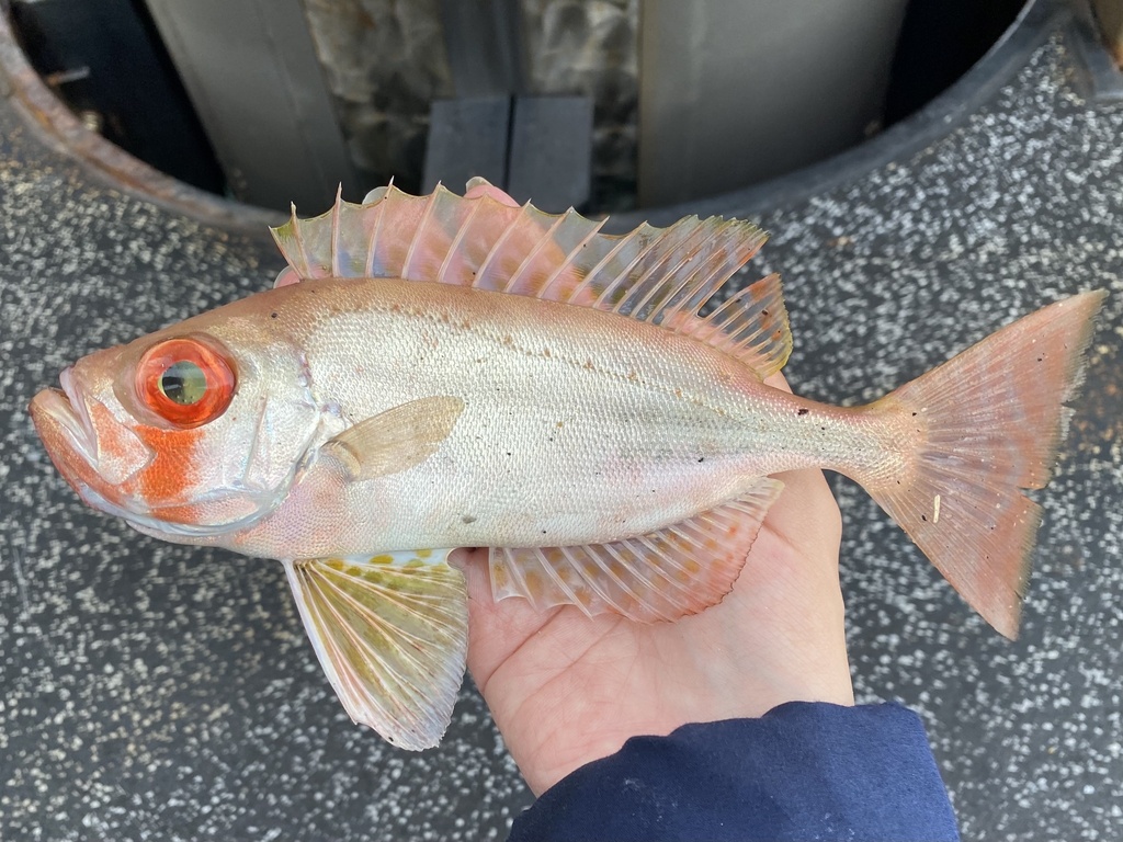 Red Bigeye