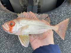 Red Bigeye photo 1