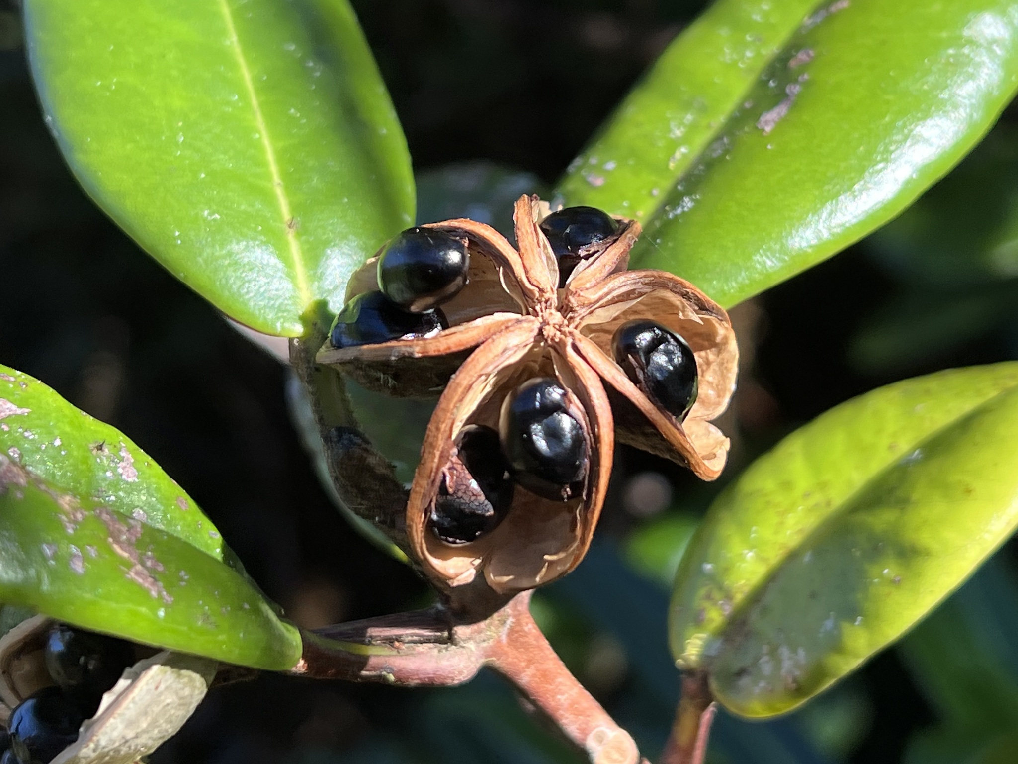 Melicope kavaiensis