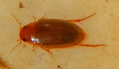 Copelatus