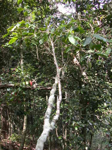 Melicope knudsenii observed 2004-10-18