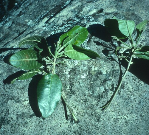 Melicope knudsenii observed 2016-02-03