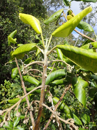 Melicope knudsenii observed 2016-09-26