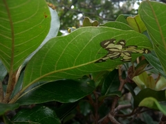 Baeotis zonata zonata