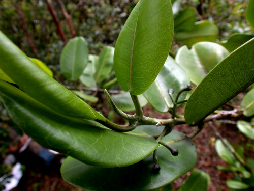 Melicope molokaiensis