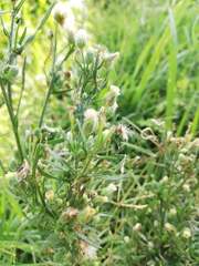 Erigeron sumatrensis