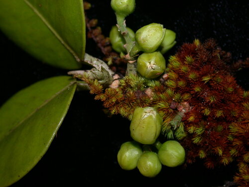 Melicope molokaiensis