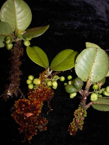 Melicope molokaiensis