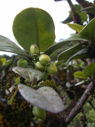 Melicope molokaiensis observed 2005-08-24