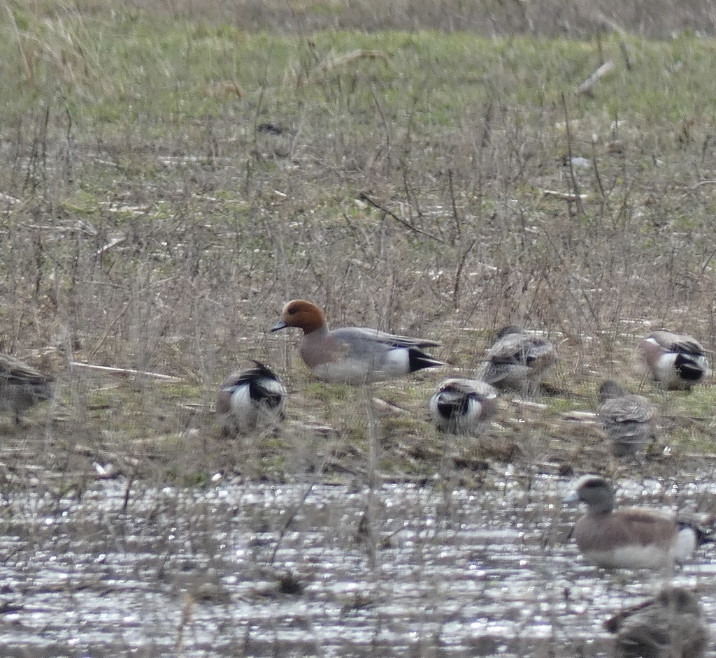 Eurasian Wigeon