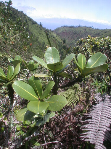 Melicope munroi