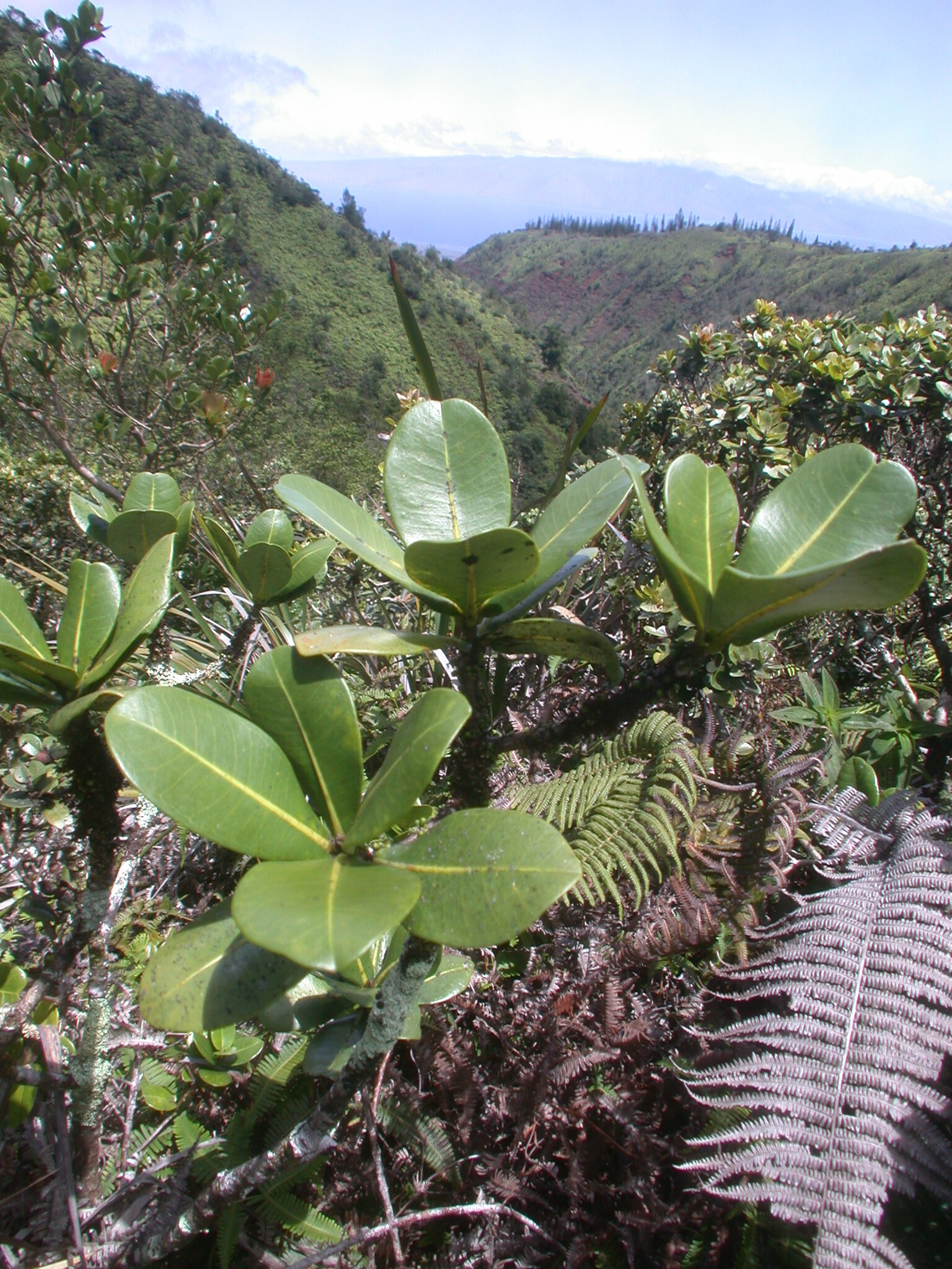 Melicope munroi