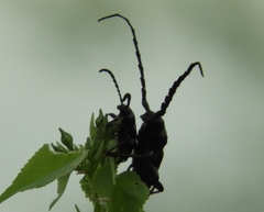 Lissonotus flavocinctus