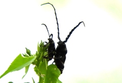 Lissonotus flavocinctus