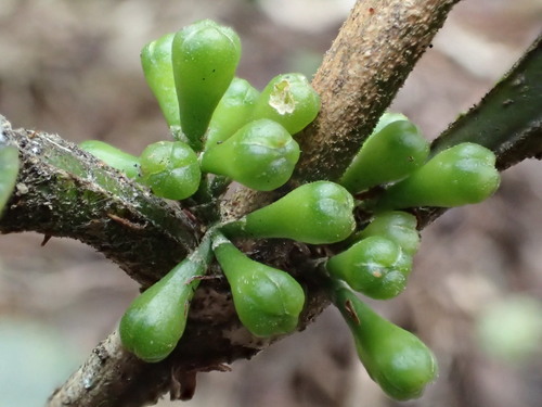 Melicope nealae