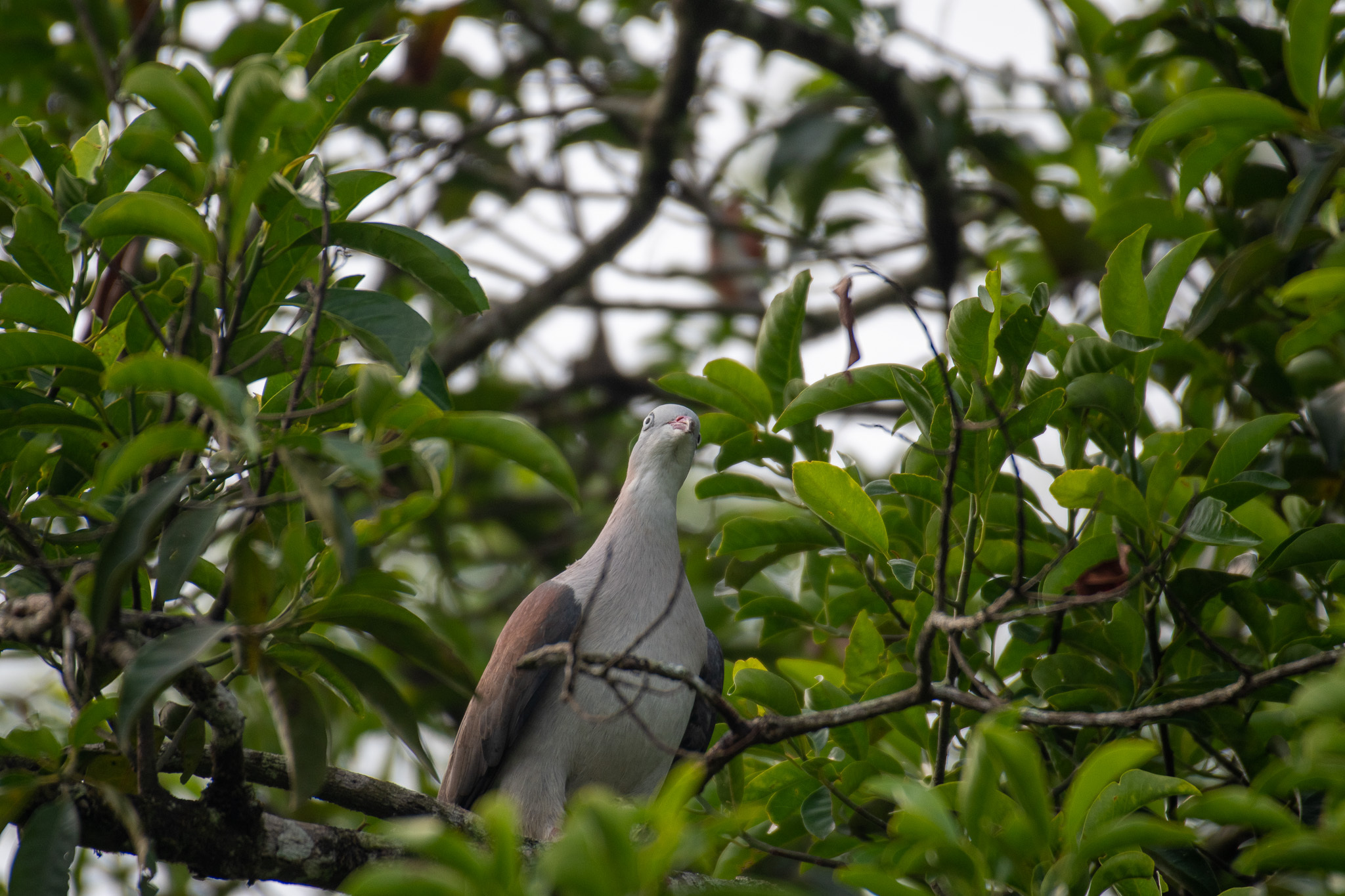 Mountain Imperial Pigeon