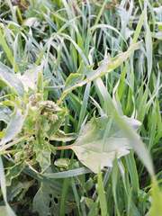 Chenopodiastrum murale