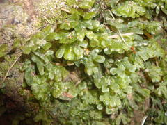 Symphyogyna hymenophyllum