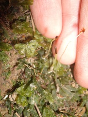 Symphyogyna hymenophyllum