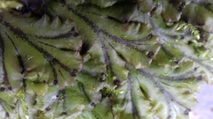 Marchantia polymorpha polymorpha