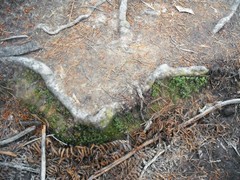 Symphyogyna hymenophyllum