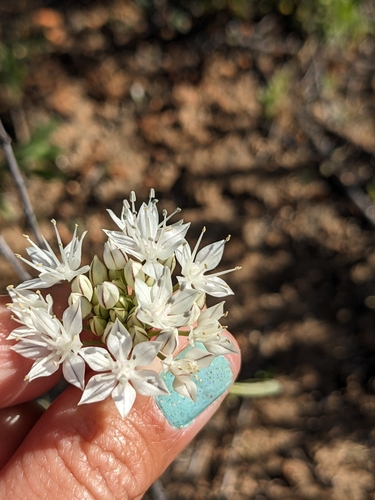 Image of Allium marvinii by (c) sdash, some rights reserved (CC BY)