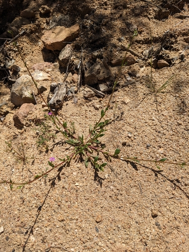 Brewer's redmaids (Calandrinia breweri)