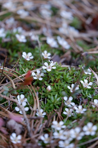 Image of Savanna Pyxiemoss (Pyxidanthera barbulata) by (c) Bonnie Semmling, some rights reserved (CC BY)