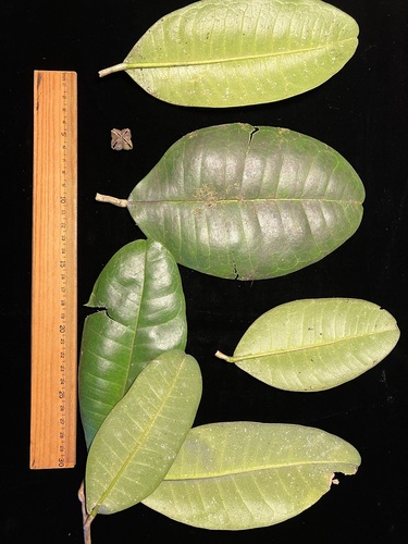 Melicope nealae
