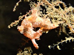 Bornella stellifera