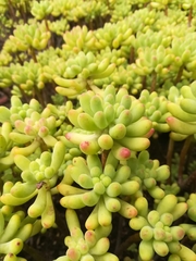 Sedum pachyphyllum
