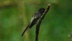 White-Winged Fantail photo 4