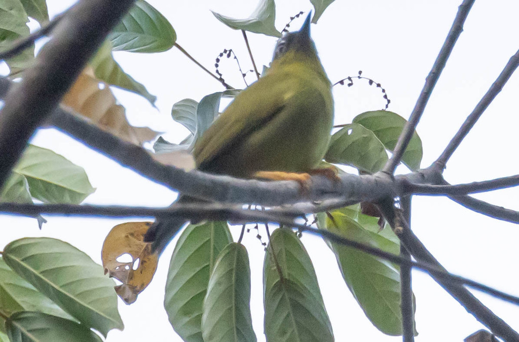 Solomons White-Eye