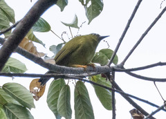 Solomons White-Eye photo 2