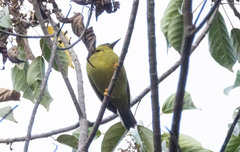 Solomons White-Eye photo 3