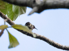 Crimson-Rumped Myzomela photo 4