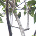 Finsch's Pygmy-Parrot - Photo (c) David J Barton, some rights reserved (CC BY-NC), uploaded by David J Barton