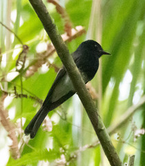 White-Winged Fantail photo 3