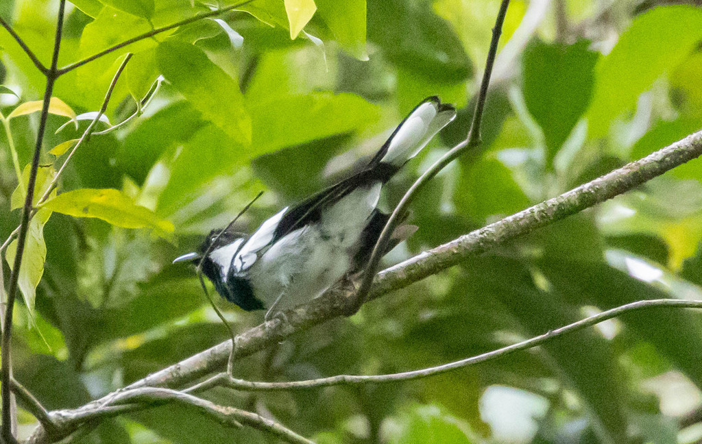 Kolombangara Monarch photo