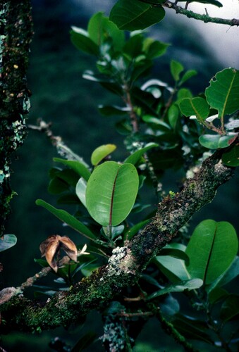 Melicope oppenheimeri