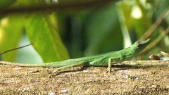 Anolis punctatus