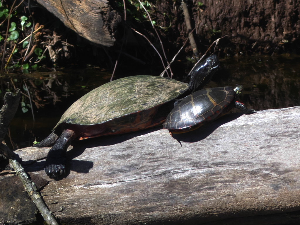 Northern Red-bellied Cooter from Raritan Water Power Canal, Bridgewater ...