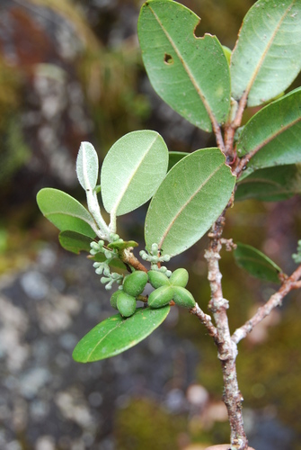 Melicope orbicularis observed 2010-06-10
