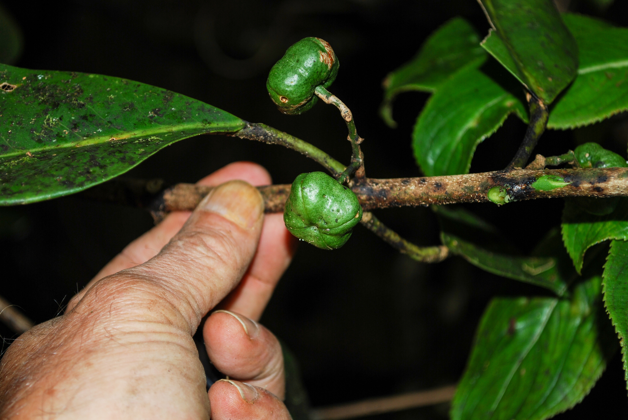 Melicope ovalis