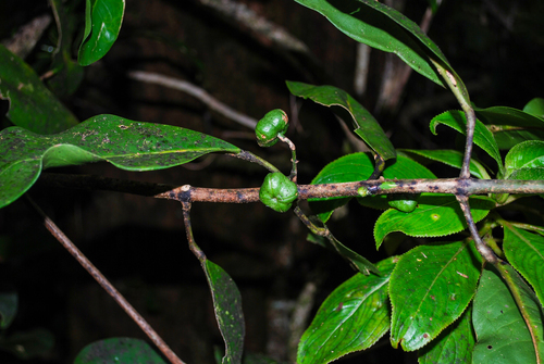 Melicope ovalis