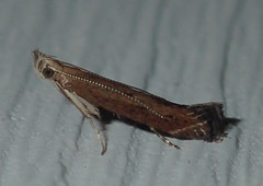 Isophrictis