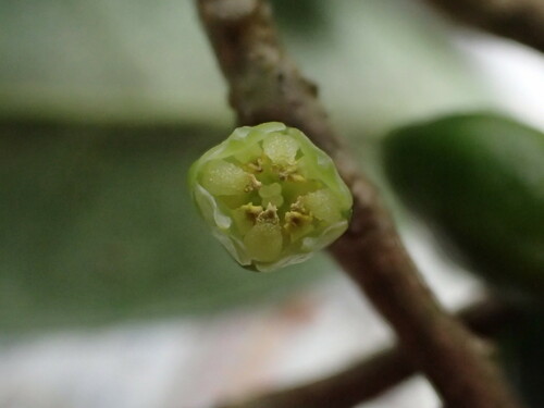 Melicope ovata
