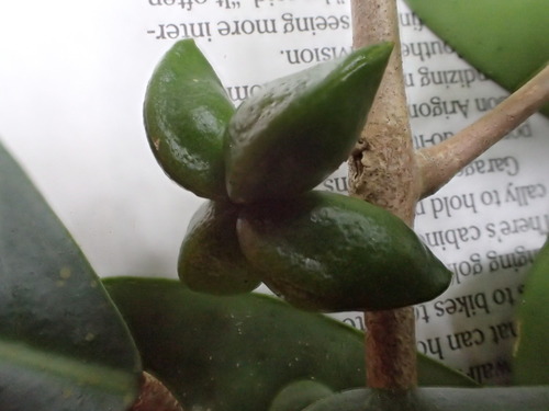 Melicope ovata